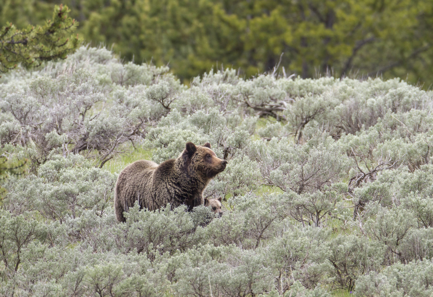 Grizzly sow and cub